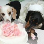 casamento-de-cachorro-fotos-3-150x150