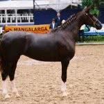 Cavalos de Grife - Fotos, Preços