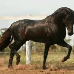 cavalo-marchador-150x150