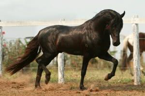 cavalo-marchador-300x199