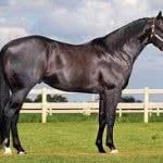 cavalo-marchador-corrida-150x150