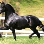 fotos-cavalos-marchadores-corrida-150x150