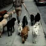 Pet Sitter SP - Preço