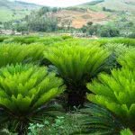 Plantas Ornamentais Para Jardim - Fotos