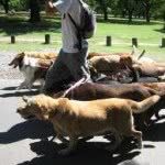 Curso de Dog Walker Online