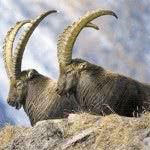 ibex-dos-pirineus-150x150
