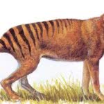 tigre-da-tasmania-150x150