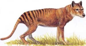 tigre-da-tasmania-300x162