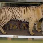 tigre-de-java-150x150