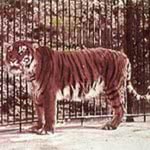 tigre-do-caspio-150x150