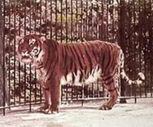 tigre-do-caspio-300x249