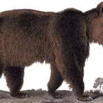 urso-do-atlas-150x150
