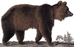 urso-do-atlas-300x189