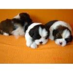 Cachorros Pequenos - Raças e Fotos