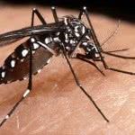 Dengue - Sintomas, Tratamento, Prevenção