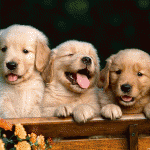 Nomes para Cachorros - Sugestões Machos e Fêmeas