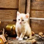 Nomes para Gatos