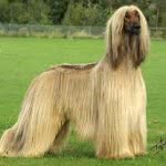 Raças exóticas de cães - Fotos, Preços