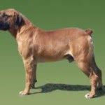 cachorro-Boerboel-comprar-150x150