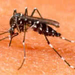 Dengue Sintomas