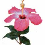 Hibisco - Preço, Onde Comprar, Emagrece