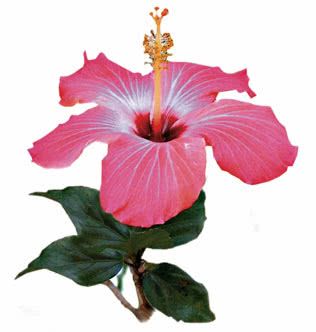 flor-hibisco-emagrece