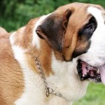 Cachorro São Bernardo - Preço, Onde Comprar, Características e Fotos