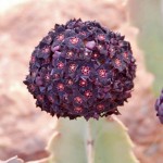 Caralluma - Preço, Onde Comprar, Funciona?