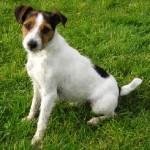 Conheça a raça Jackie Russel Terrier
