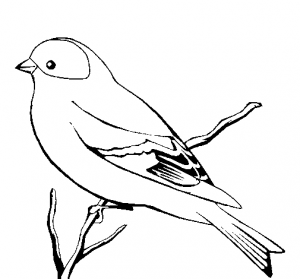 desenhos-de-passaros-aves-para-colorir-300x279