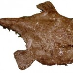 Conheça o peixe sapo