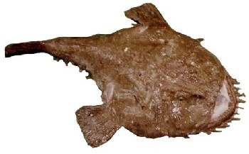 peixe-sapo
