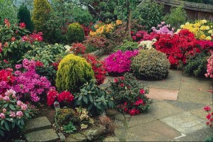 plantas-ornamentais-de-jardim-coloridas-fotos-modelos-300x200