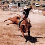 touro-de-rodeio-fotos-melhores-150x150