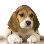 cachorro-beagle-fotos-150x150