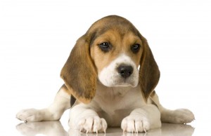 cachorro-beagle-fotos-300x194