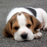 cachorro-beagle-fotos-raca-150x150