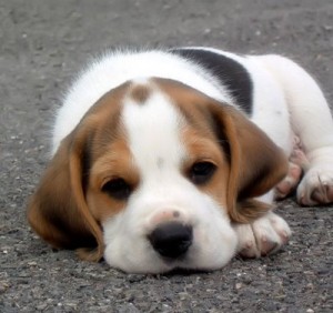 cachorro-beagle-fotos-raca-300x282