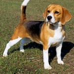 cachorro-beagle-raca-150x150