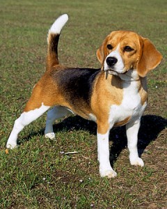 cachorro-beagle-raca-240x300