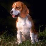 cachorro-beagle-raca-fotos-150x150