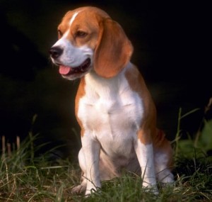 cachorro-beagle-raca-fotos-300x285