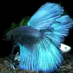 Peixe Beta - Alimentação, Como criar, Dicas