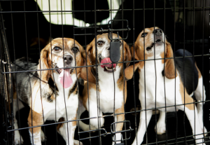 Beagles-fotos-300x207