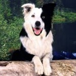 Border Collie - Preço, Fotos