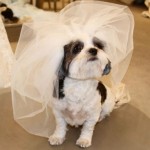 cachorro-casando-fotos-150x150