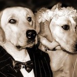 fotos-casamento-cachorro-150x150