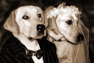 fotos-casamento-cachorro-300x201