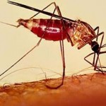Sintomas da Malaria