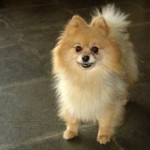 Spitz alemão